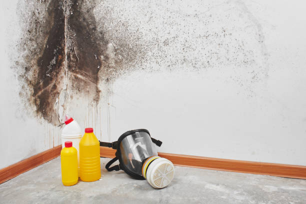 Best Water Damage & Mold Remediation  in Burlington, KY